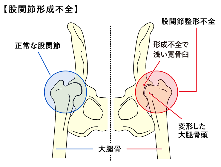 股関節形成不全 ＜犬＞ | みんなのどうぶつ病気大百科